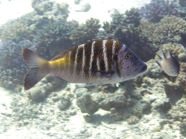 Lethrinus Mahsena